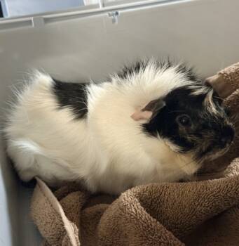 Rescue Guinea Pig Guinea Pigs for Adoption in Roseville, California - Skunky | PetCurious